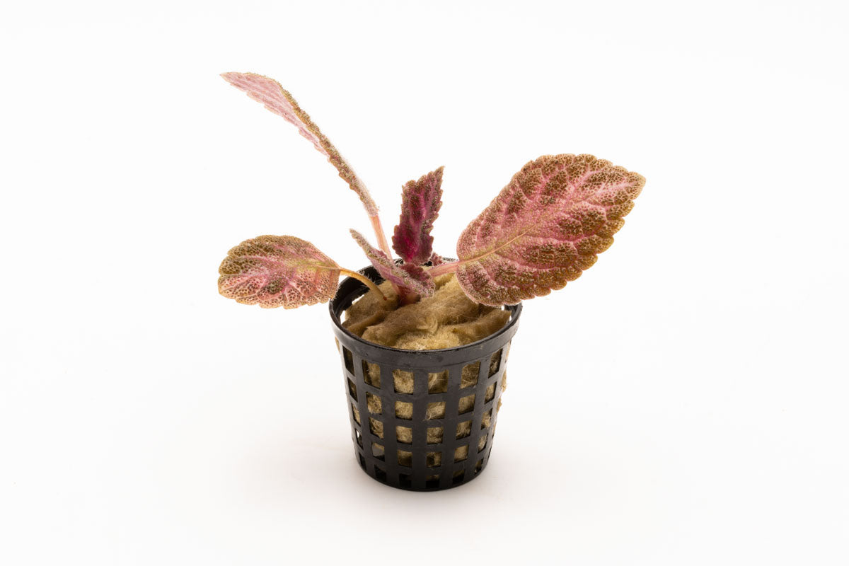 Episcia Cupreata Flame Flower Terrarium House Plant