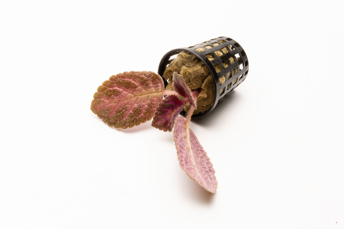 Episcia Cupreata Flame Flower Terrarium House Plant