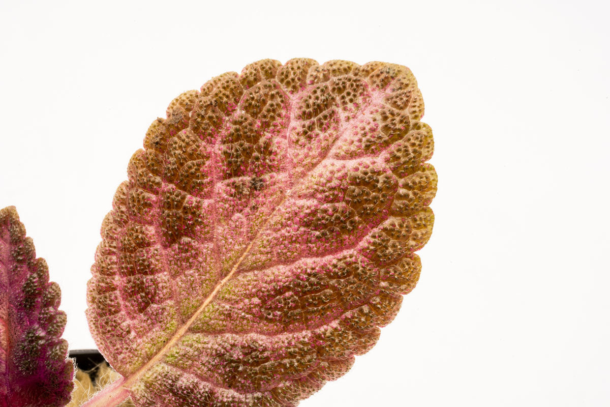 Episcia Cupreata Flame Flower Terrarium House Plant