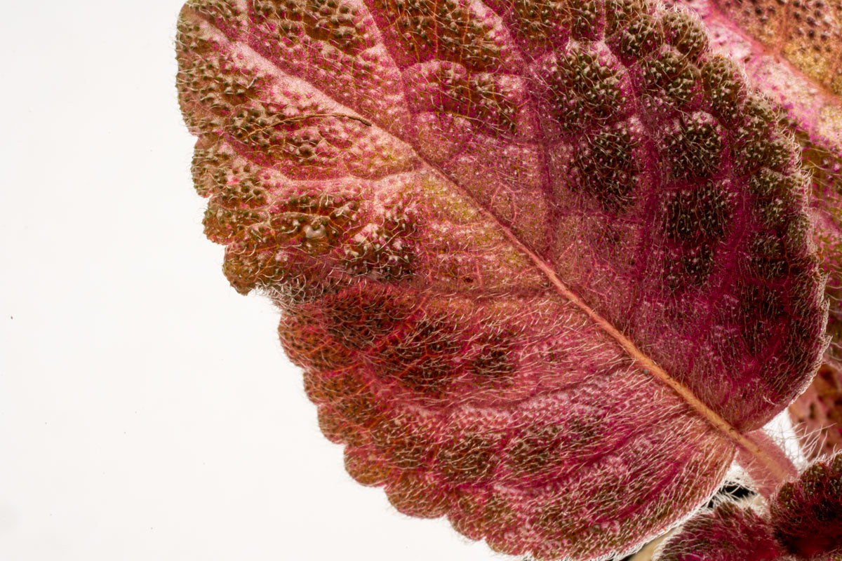 Episcia Cupreata Flame Flower Terrarium House Plant