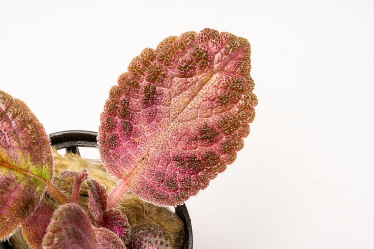 Episcia Cupreata Flame Flower Terrarium House Plant