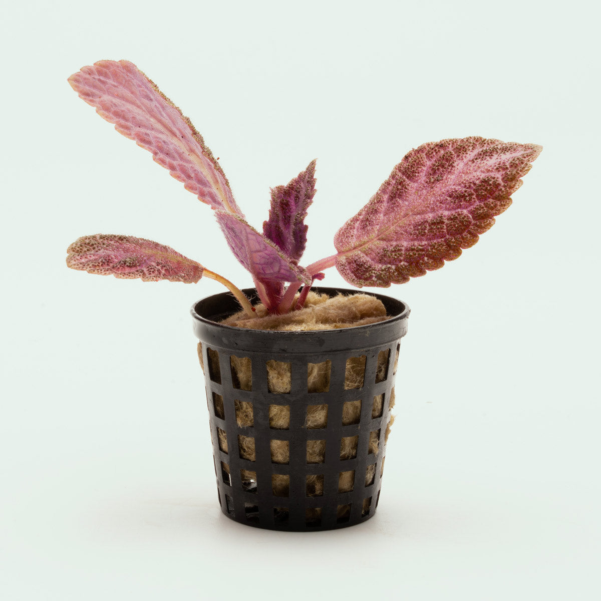 Episcia Cupreata Flame Flower Terrarium House Plant