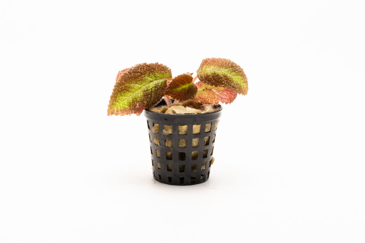 Episcia Emerald Velvet - Glass Aqua
