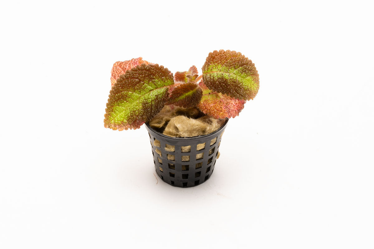 Episcia Emerald Velvet - Glass Aqua