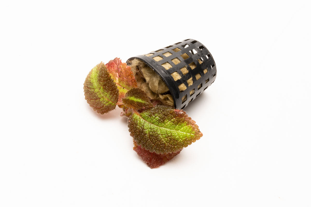 Episcia Emerald Velvet Easy Live Terrarium House Plant