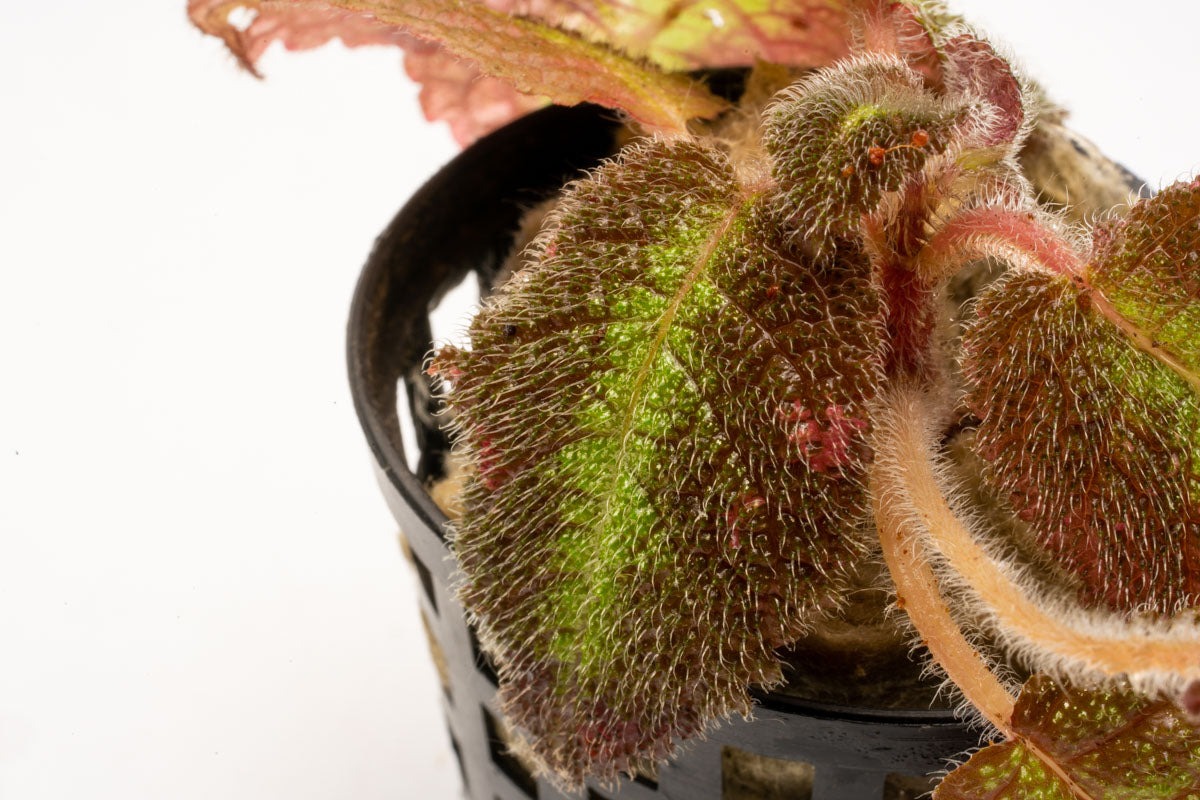 Episcia Emerald Velvet Easy Live Terrarium House Plant