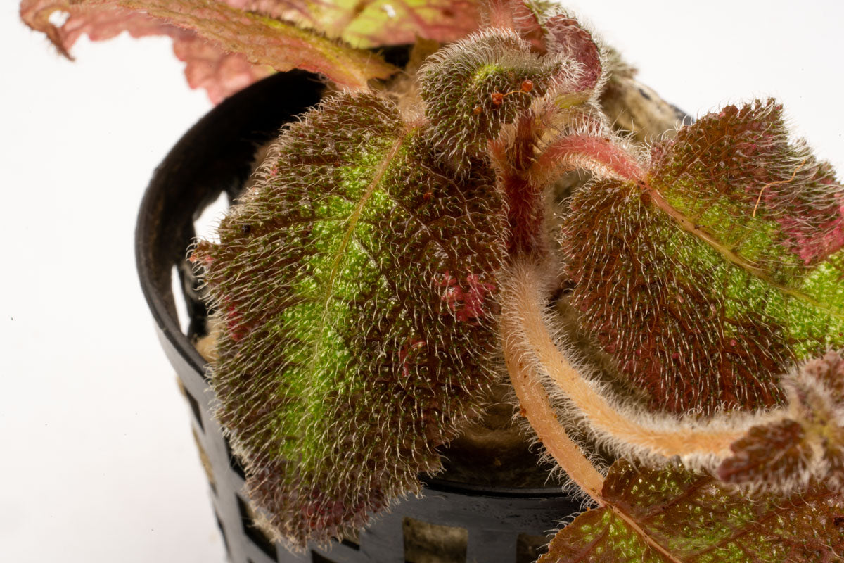 Episcia Emerald Velvet - Glass Aqua