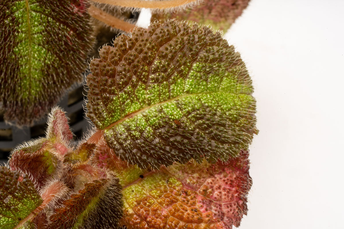 Episcia Emerald Velvet - Glass Aqua