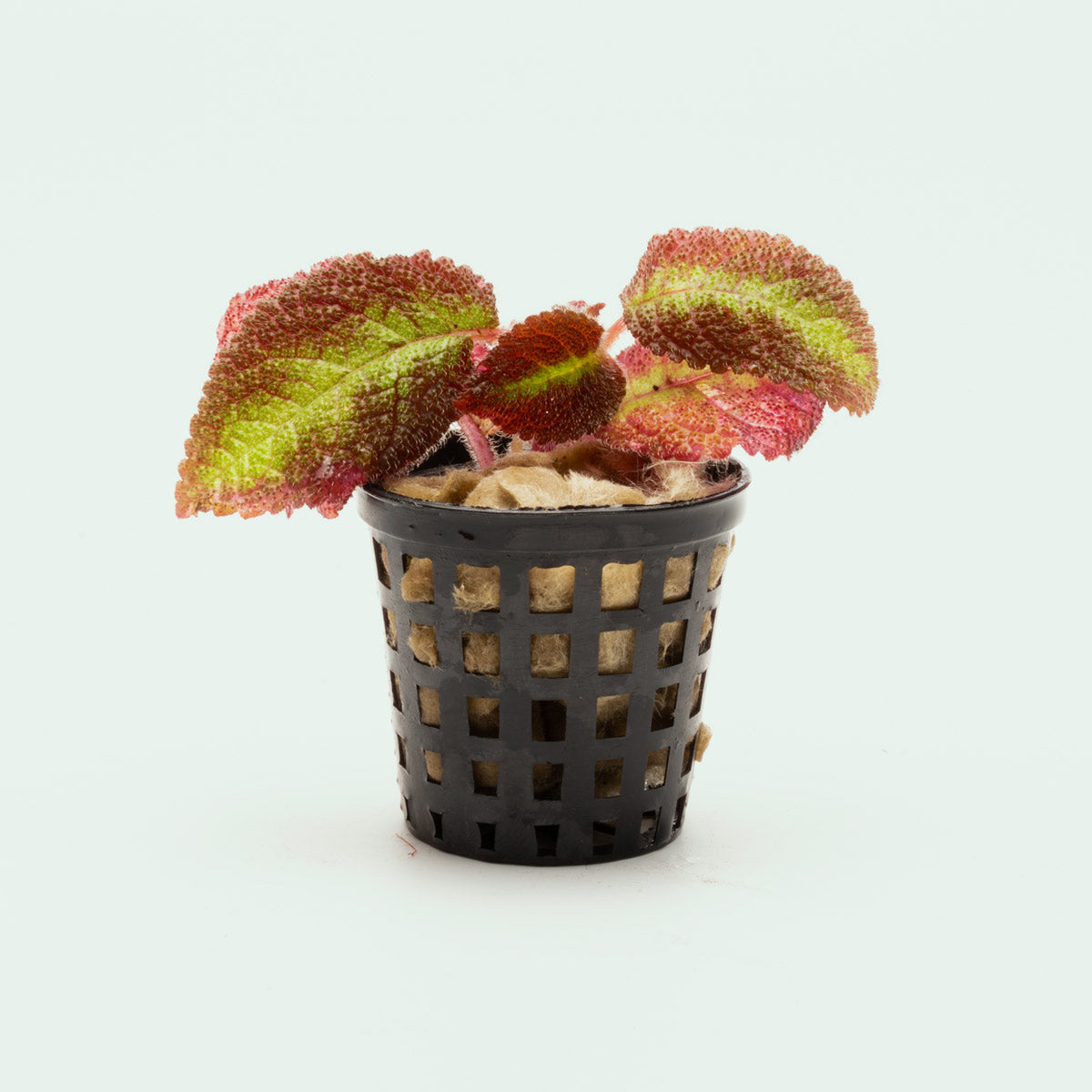 Episcia Emerald Velvet Easy Live Terrarium House Plant