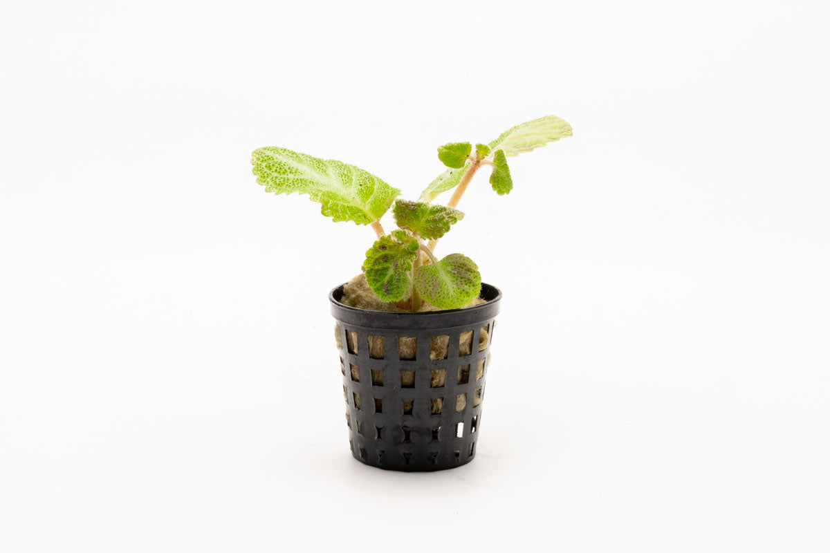 Episcia Lil Lemon - Glass Aqua