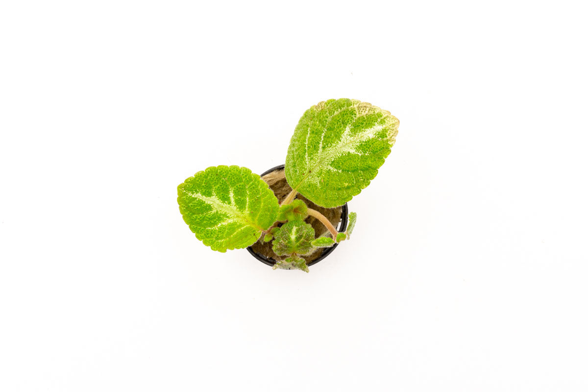 Episcia Lil Lemon - Glass Aqua
