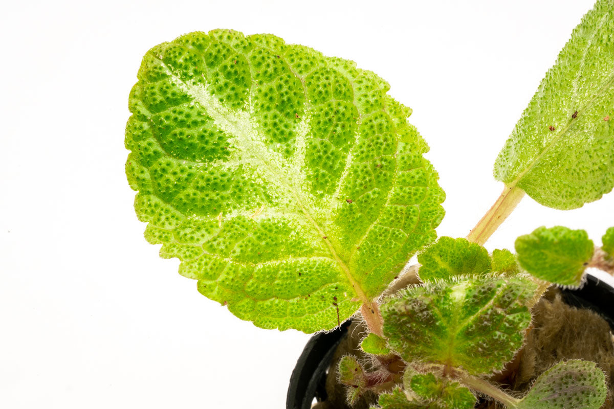 Episcia Lil Lemon - Glass Aqua