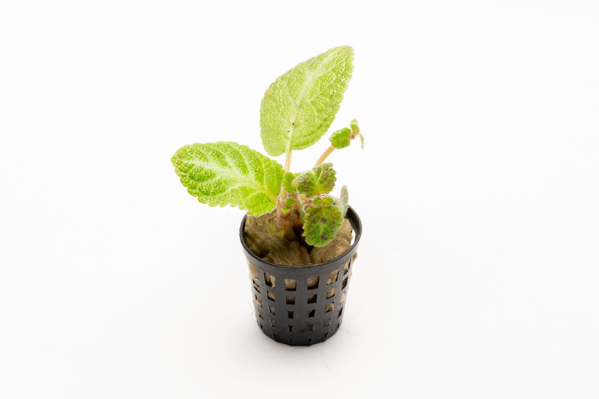 Episcia Lil Lemon - Glass Aqua