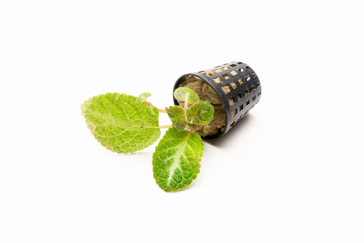 Episcia Lil Lemon - Glass Aqua