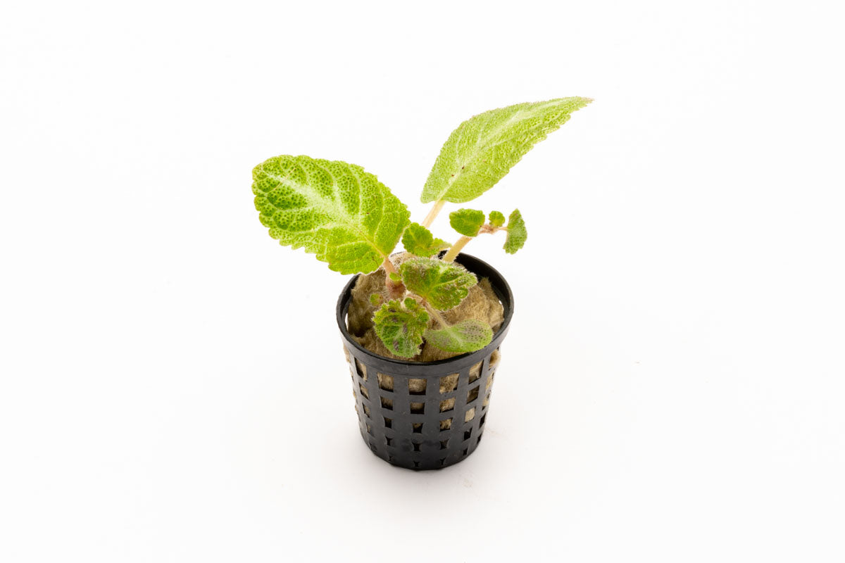 Episcia Lil Lemon - Glass Aqua