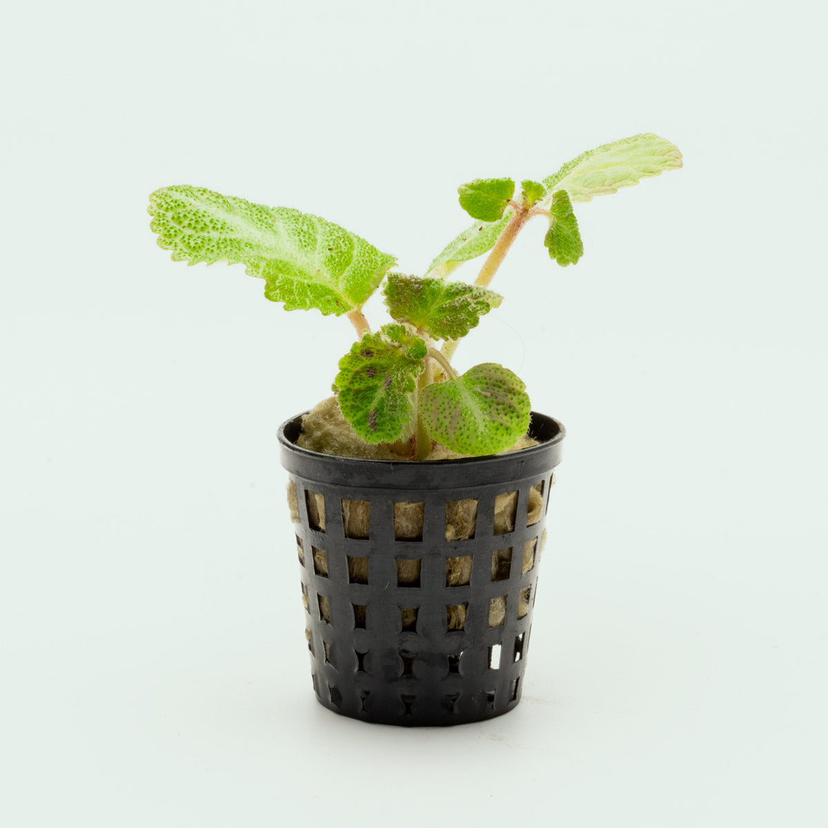 Episcia Lil Lemon - Glass Aqua