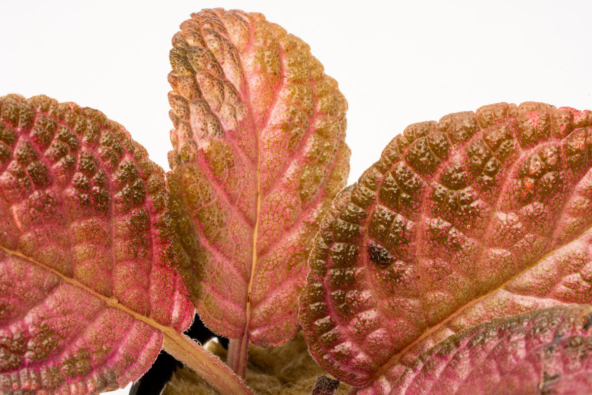Episcia Ruby Red Dress Easy Red Terrarium Plant House Plant