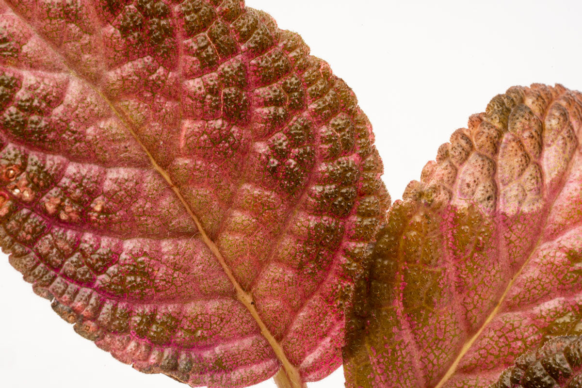 Episcia Ruby Red Dress Easy Red Terrarium Plant House Plant
