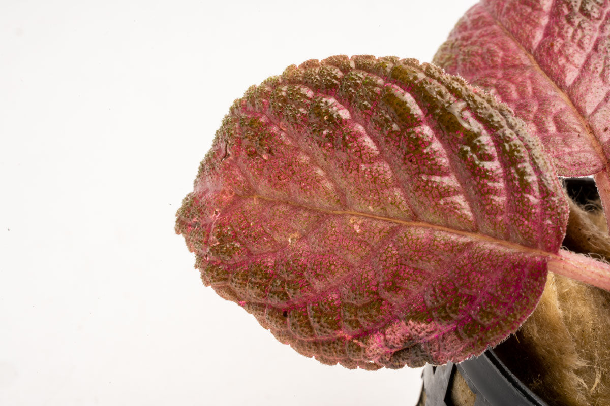 Episcia Ruby Red Dress Easy Red Terrarium Plant House Plant