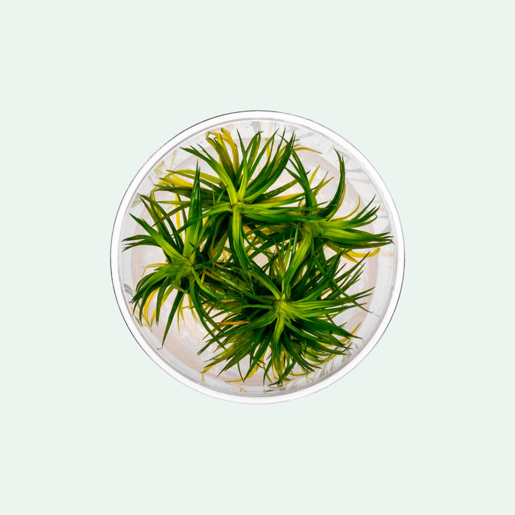 Eriocaulon Erio Cinereum Polaris Live Aquatic Plant
