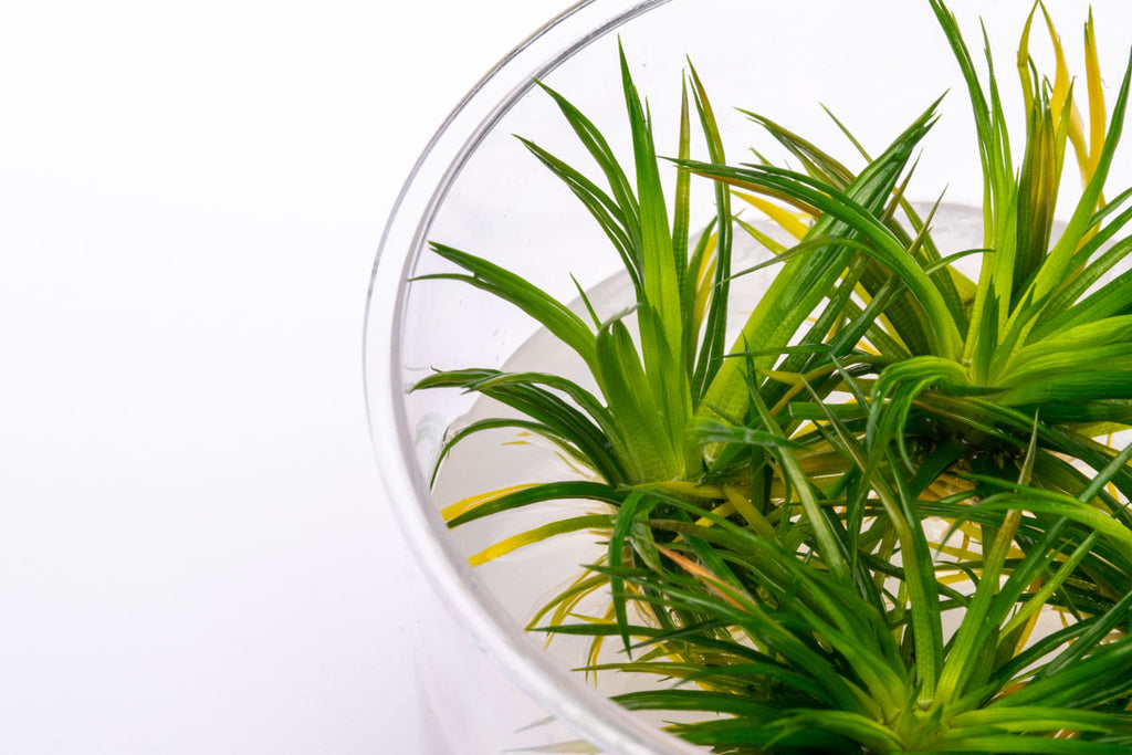 Eriocaulon Erio Cinereum Polaris Live Aquatic Plant