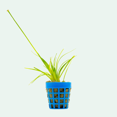 Shop Eriocaulon Dong Ha Aquatic Plants - Glass Aqua