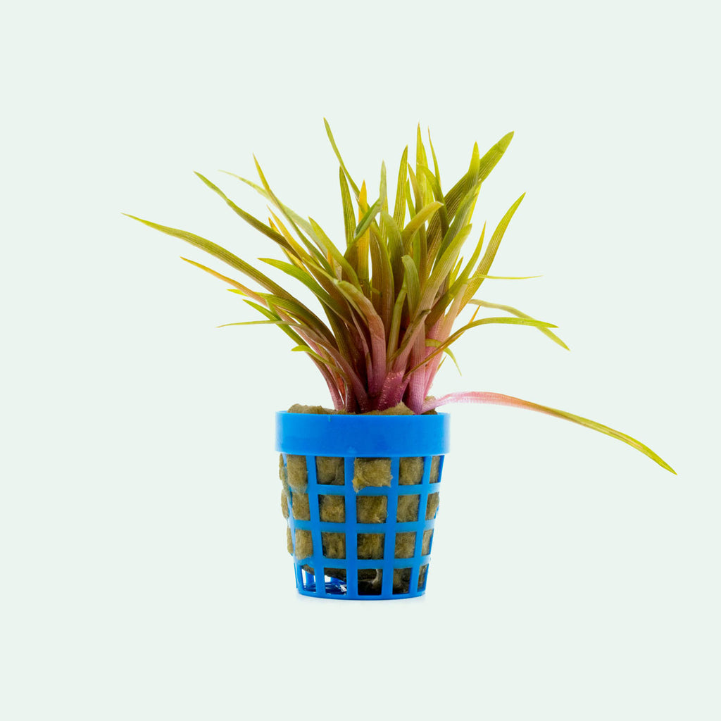 Shop Eriocaulon Quinquangulare Red Aquatic Plants - Glass Aqua