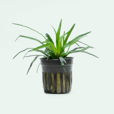 Eriocaulon Vietnam Aquarium Plant | Shop Rare Plants  - Glass Aqua 