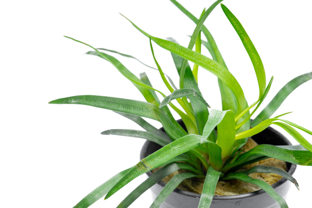 Eriocaulon Vietnam Aquarium Plant | Shop Rare Plants  - Glass Aqua 