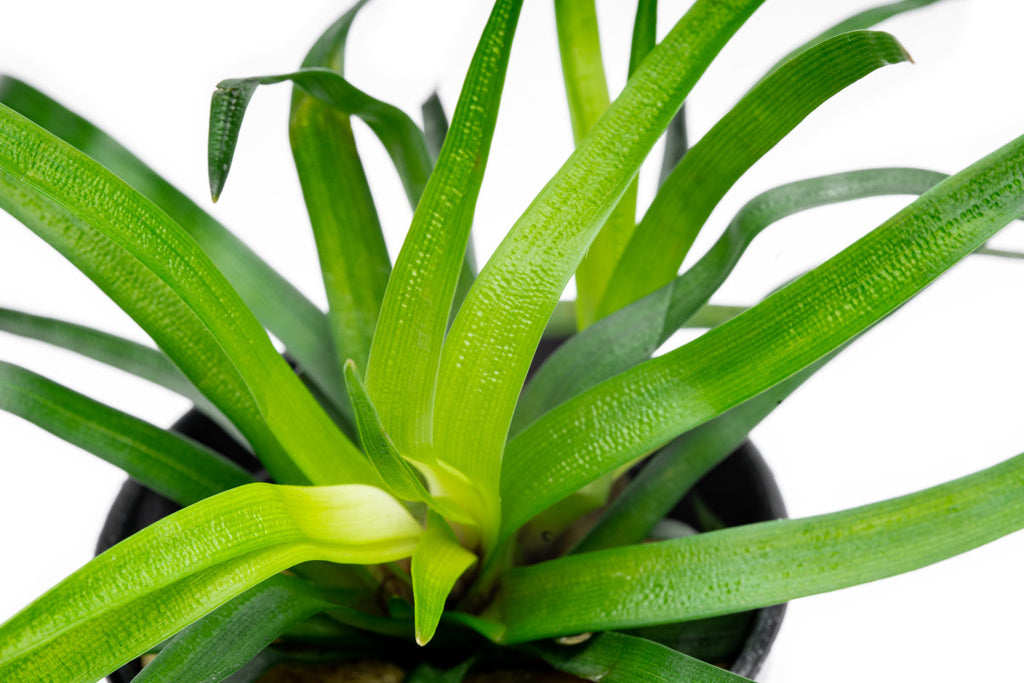 Eriocaulon Vietnam Aquarium Plant | Shop Rare Plants  - Glass Aqua 