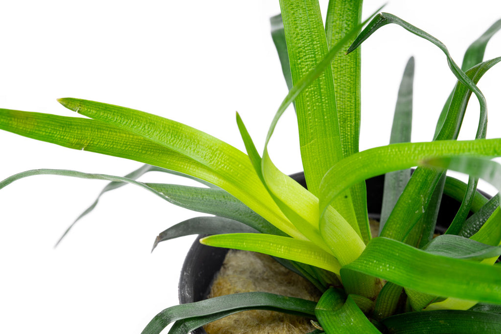 Eriocaulon Vietnam Aquarium Plant | Shop Rare Plants  - Glass Aqua 