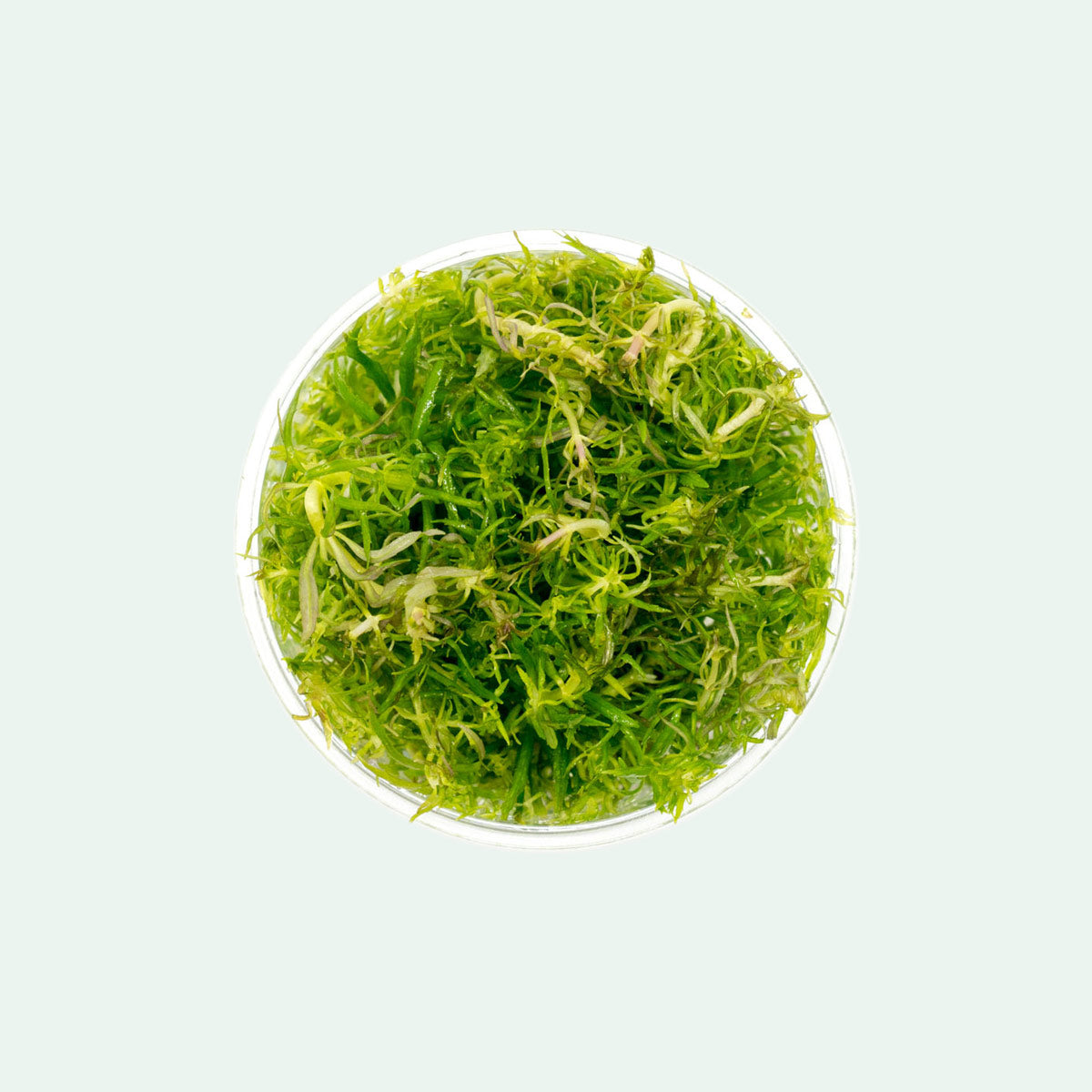 Shop Eusteralis Stellata Aquatic Plants - Glass Aqua
