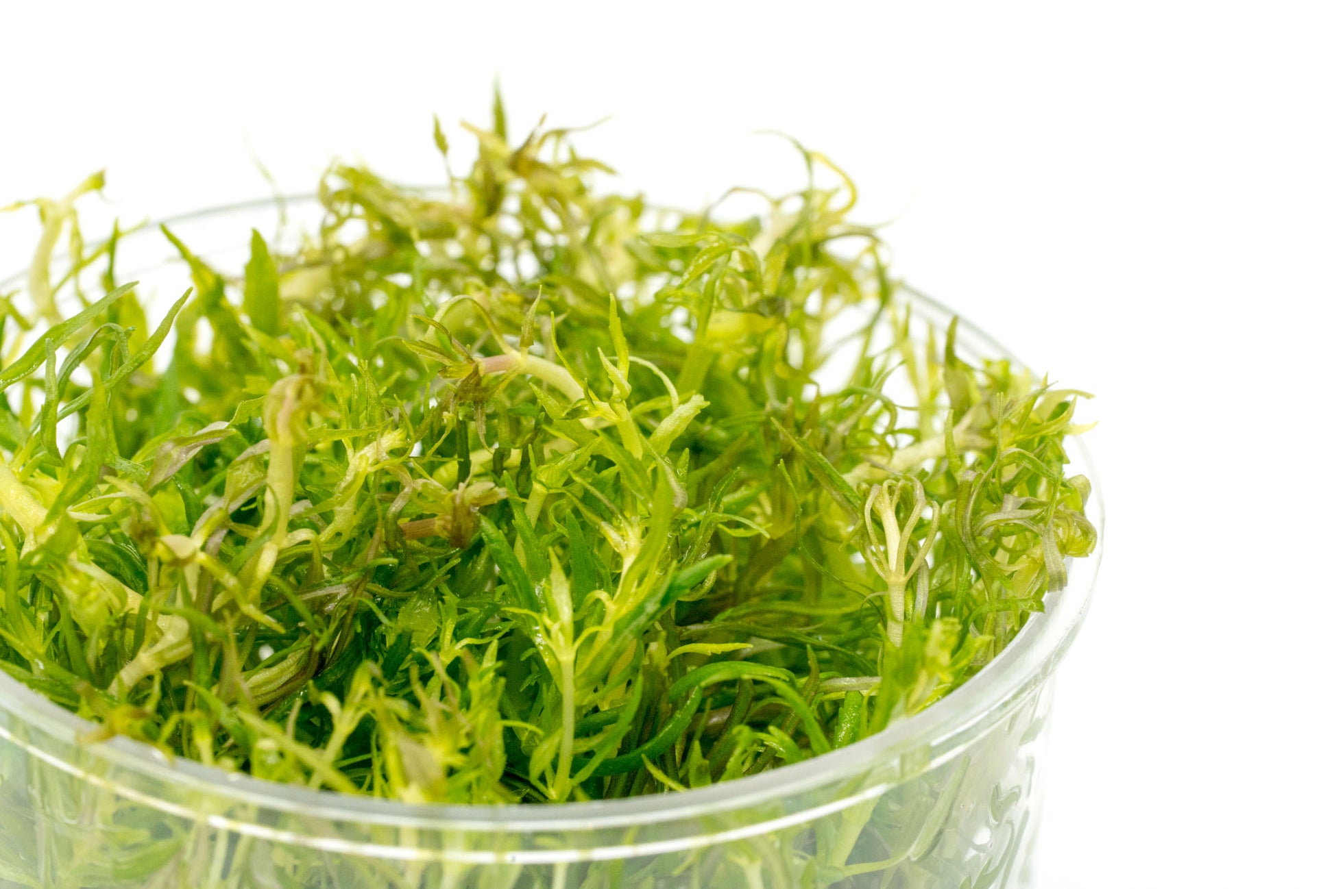Shop Eusteralis Stellata Aquatic Plants - Glass Aqua