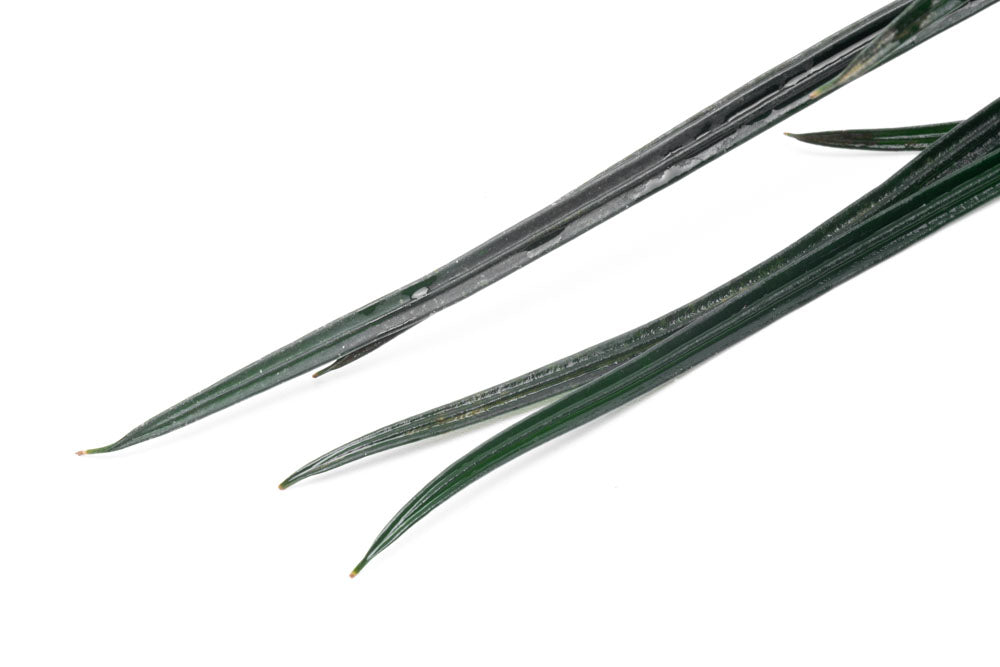 Fenestratum Culum Rare Aquarium Plant