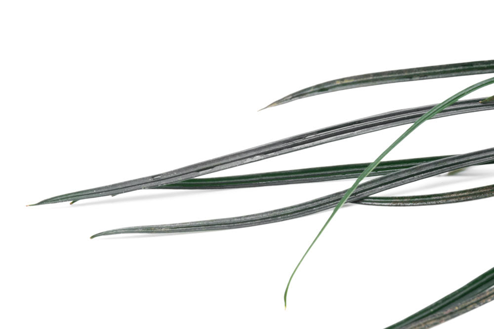 Fenestratum Culum Rare Aquarium Plant