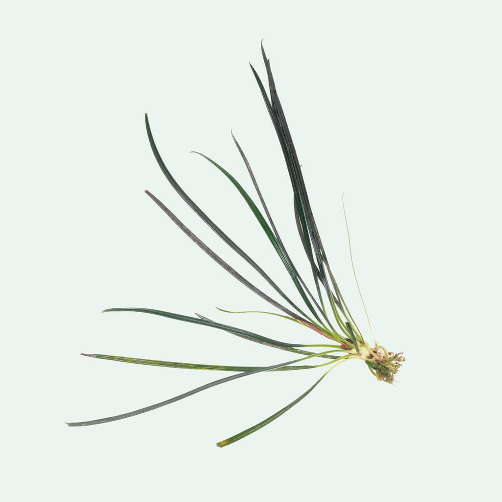 Fenestratum Culum Rare Aquarium Plant