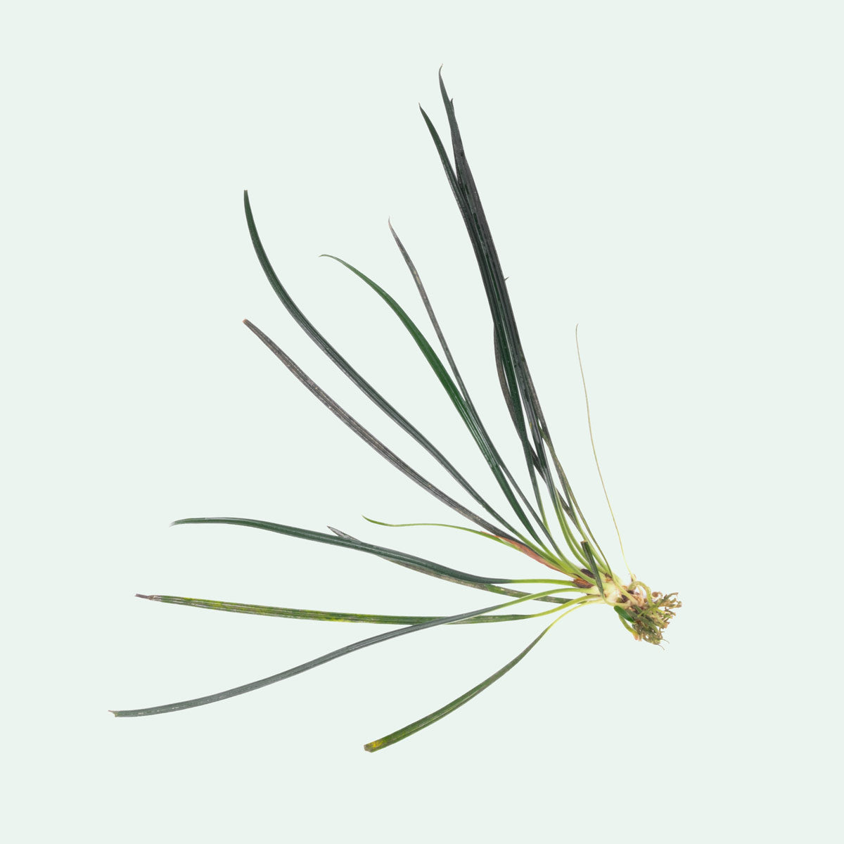Fenestratum Culum Rare Aquarium Plant