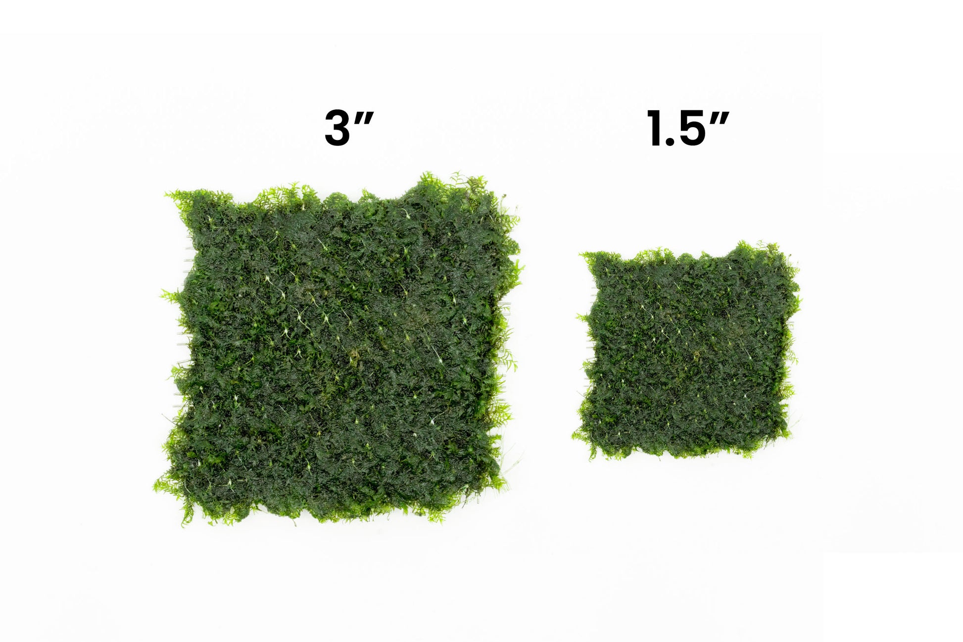 Shop Fissidens Fontanus  Large Mat Aquatic Plants - Glass Aqua