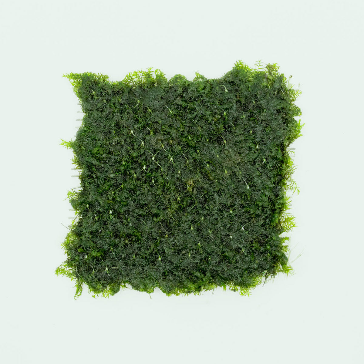 Shop Fissidens Fontanus  Large Mat Aquatic Plants - Glass Aqua