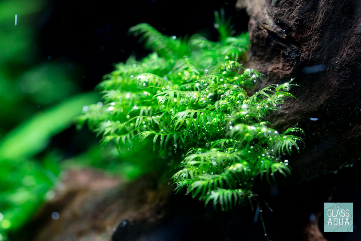 Fissidens Fontanus live aquatic moss growing on natural aquascaping stones