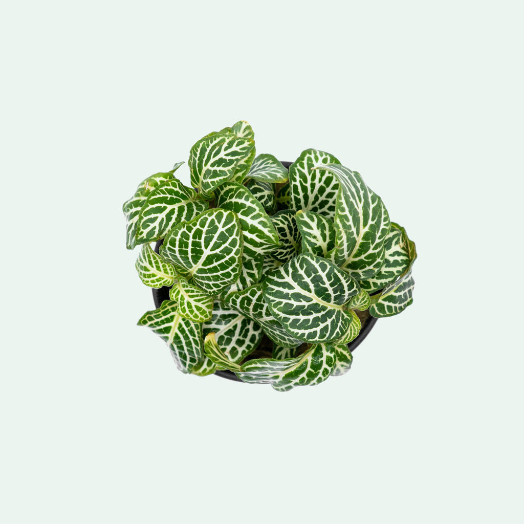 Shop Fittonia Albivenis Terrarium Plant - Glass Aqua