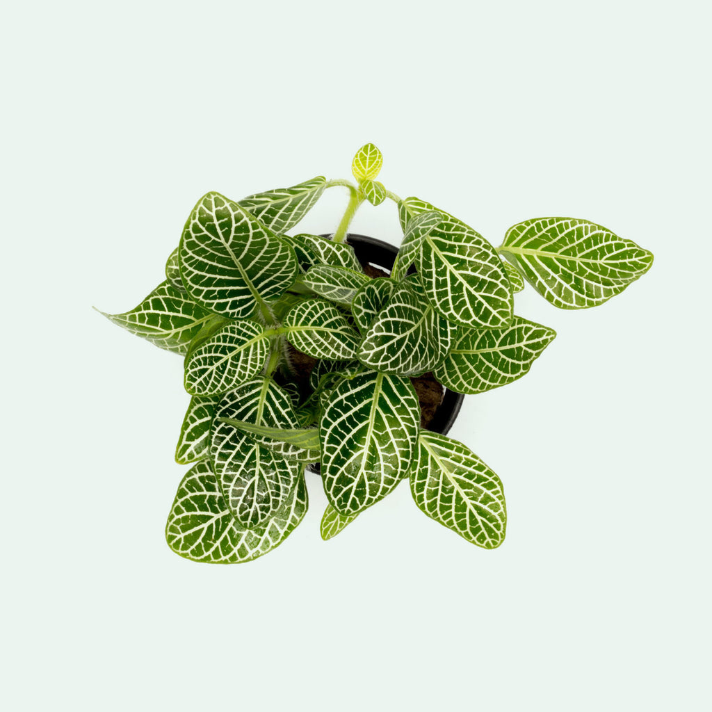 Fittonia Albivenis Easy Terrarium Vivarium House Plant and Wabi Kusa