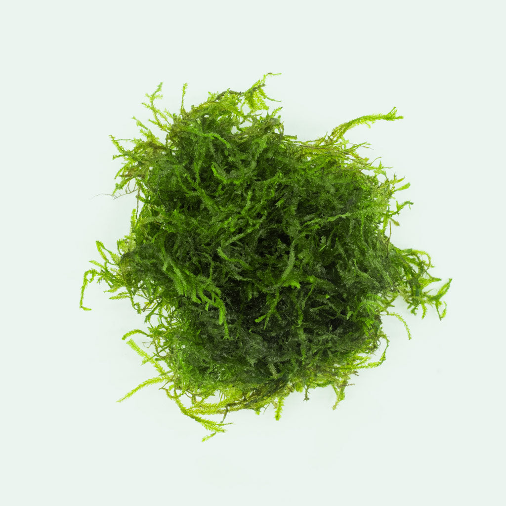 Shop Flame Moss Aquatic Plants - Glass Aqua