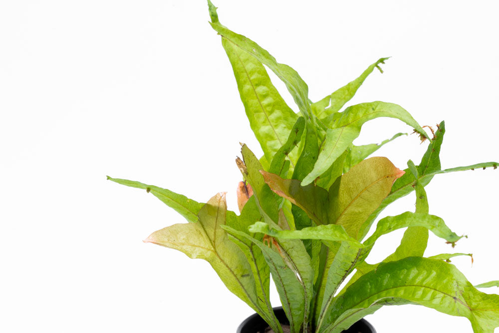 Microsorum Pteorpus Gold Sparkle - Shop Live Aquarium Plants - Glass Aqua