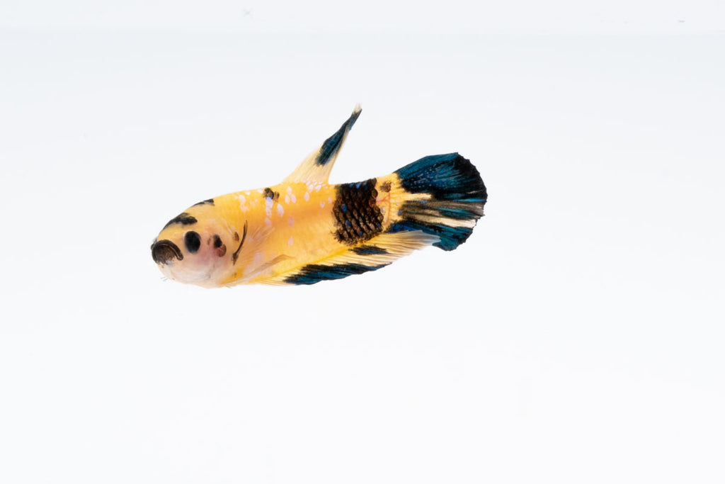 Galaxy Koi HMPK Betta  Freshwater Fish, New Freshwater Fish