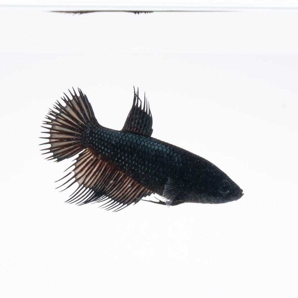 Live Betta Fish for Sale - Siamese Fighting Fish for Tropical