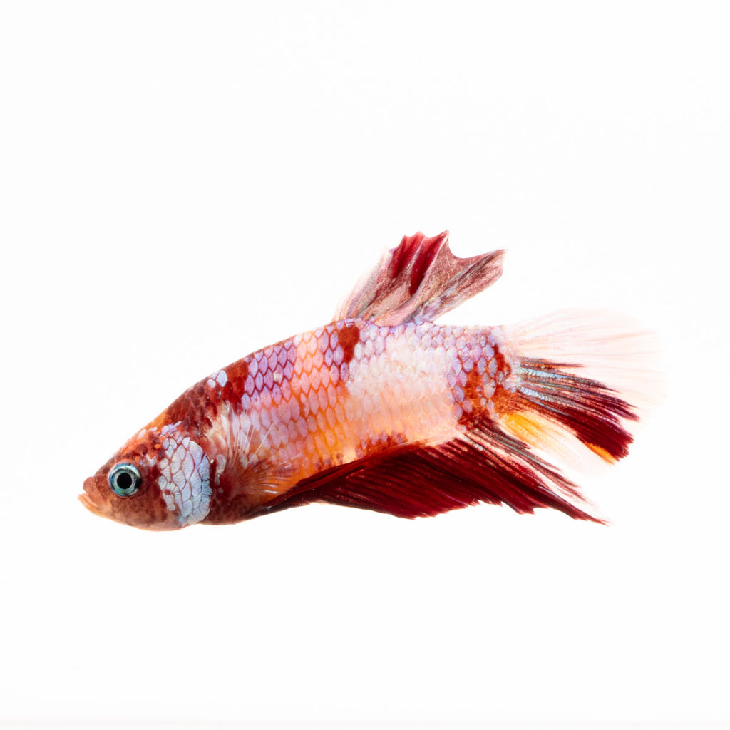 Betta Fish For Sale, Tropical Freshwater Fish Store