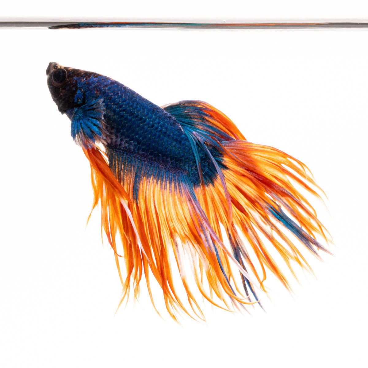 Live Betta Fish for Sale - Siamese Fighting Fish for Tropical Aquarium –  Glass Aqua