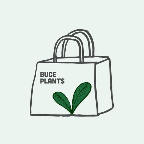 Shop Mystery Buce Plant Bag Bundles and Kits - Glass Aqua