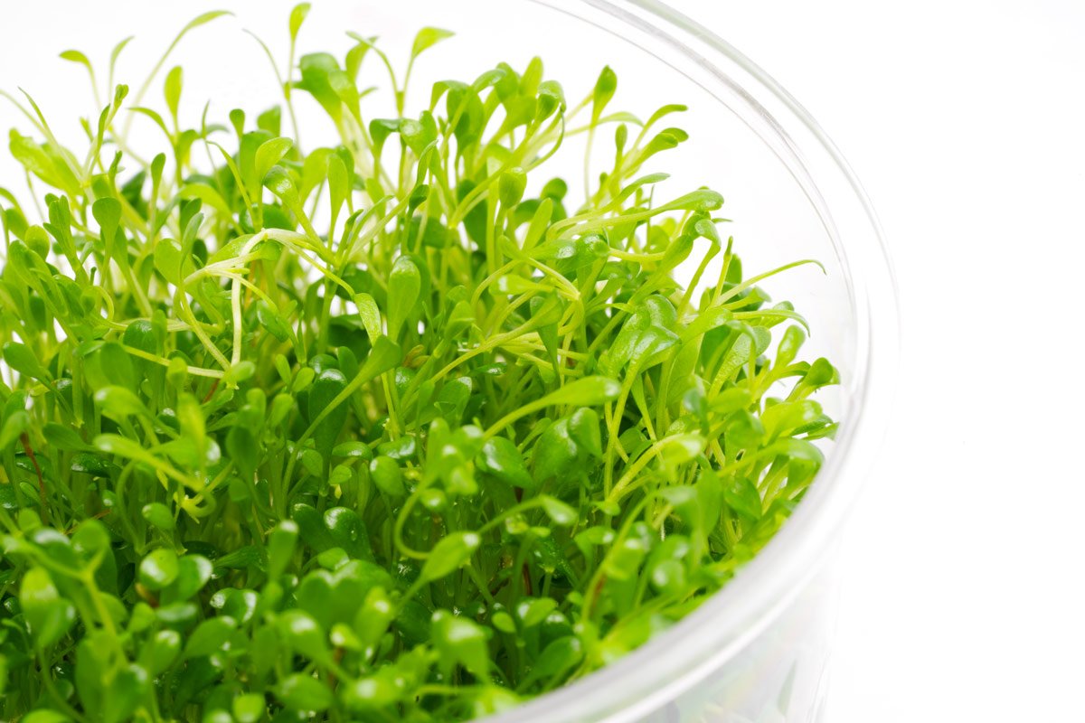 Glossostigma Elatinoides - Glass Aqua